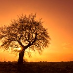 yoga teacher training yoga instructor