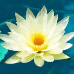Yoga Teacher Retreat - Lotus Flower