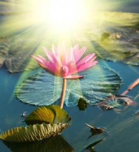 Yoga Teacher Retreat - Lotus mommy and me