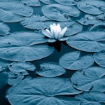 yoga teacher training yoga teacher certification