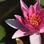 yoga teacher training yoga for stroke recovery