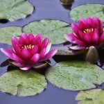 blossoming water lilies 500 hour hatha yoga teacher training program