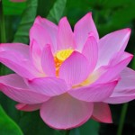 Yoga Teacher Training For Migraines Yoga Teacher Training For Migraines