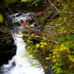 yoga teacher training yoga teacher training course