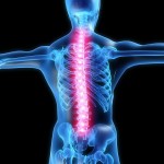 the spine - yoga anatomy Yoga Students with Pre-existing Injuries