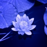 become a certified vinyasa yoga instructor