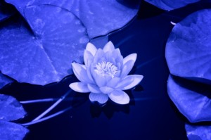 become a certified vinyasa yoga instructor