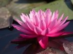 Lotus Lotus